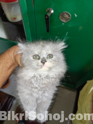 পারসিয়ান বিড়াল